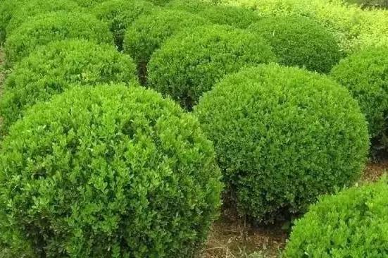 喬、灌木類(lèi)植物的養(yǎng)護(hù)要點(diǎn)，看看凱蒂分享的這6點(diǎn)！