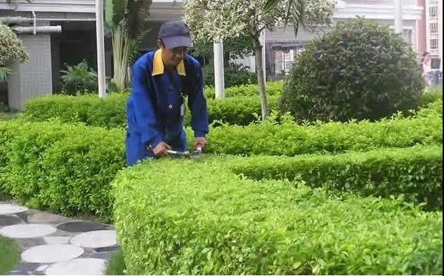 園林綠化工程施工常見誤區(qū)，您中招了嗎?