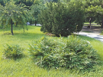 北京植物園花境中的觀賞草魅力究竟在哪里？