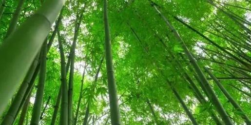 你知道樹木在園林綠化中的分類嗎？