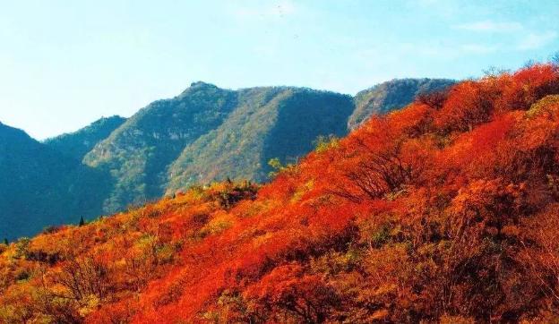 彩葉植物在園林景觀(guān)設(shè)計(jì)中的作用