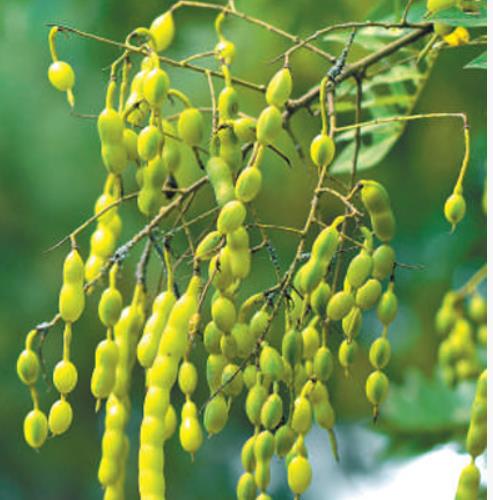 行道樹(shù)如何為城市增綠給生活添彩？