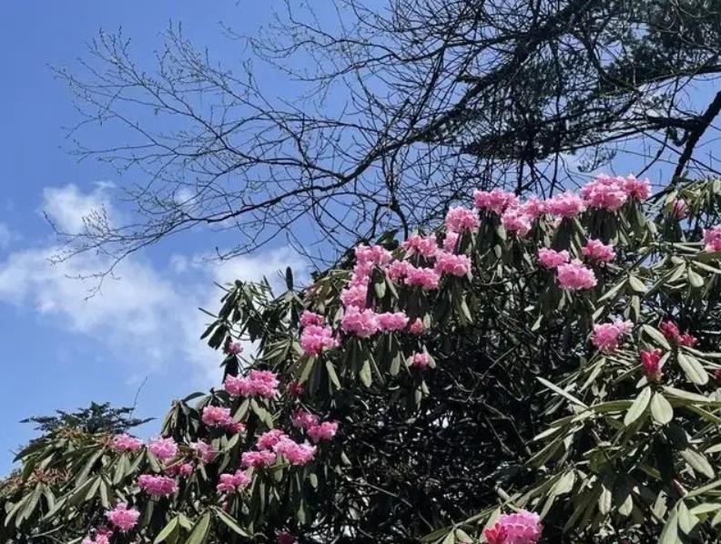 為什么說(shuō)鄉(xiāng)土性是特色園林之魂？