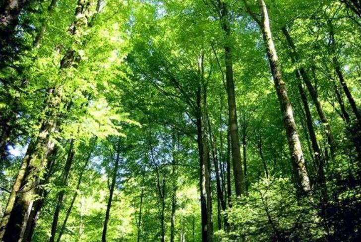 森林經(jīng)營，事關(guān)國家“雙碳”目標(biāo)戰(zhàn)略