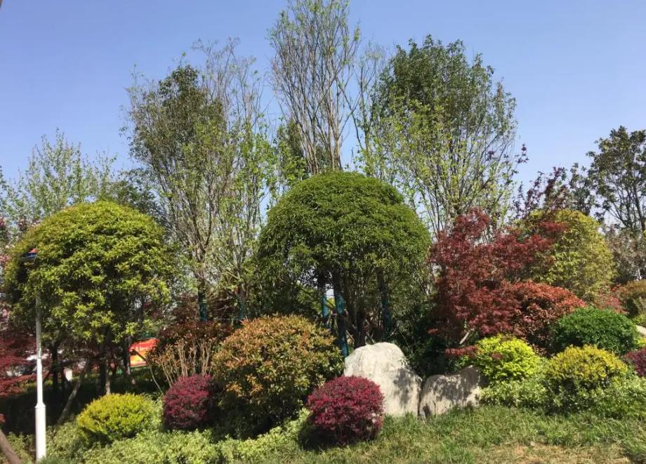 春季氣溫開(kāi)始回升，襄陽(yáng)園林綠化公司做好這些養(yǎng)護(hù)舉措，苗木來(lái)年存活好，長(zhǎng)枝快
