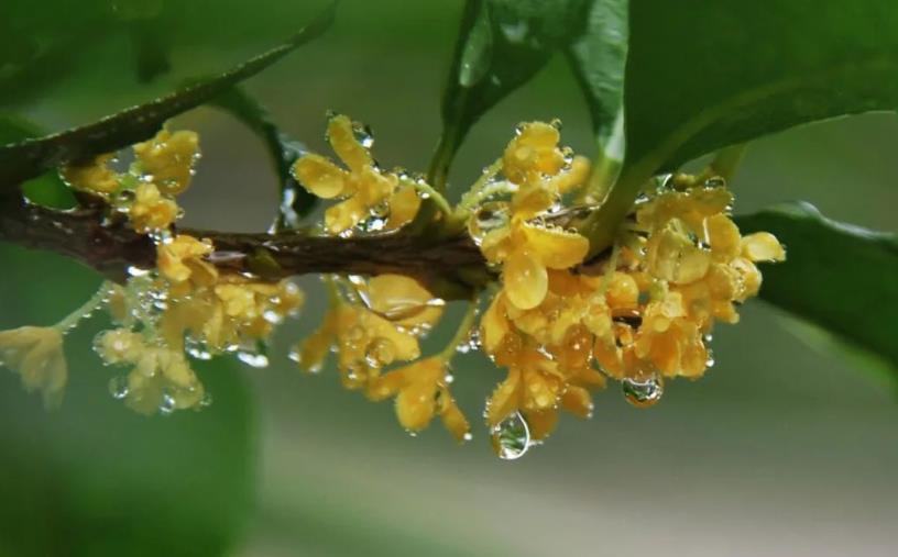 春季桂花移栽修剪有訣竅，襄陽(yáng)園林綠化公司親傳經(jīng)驗(yàn)，來(lái)年花多枝密長(zhǎng)勢(shì)好